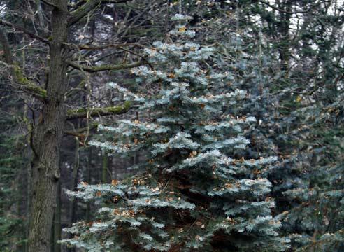 Пихта одноцветная, Abies concolor