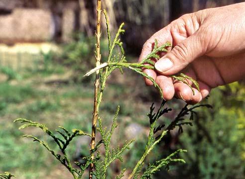 Туя, черенок, Thuja oссidentalis 