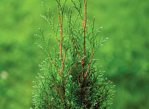 Туя, листья, Thuja oссidentalis 