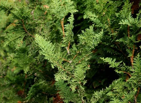 Туя, листья, Thuja oссidentalis 