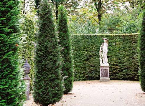 Туя, в парке, Thuja oссidentalis 