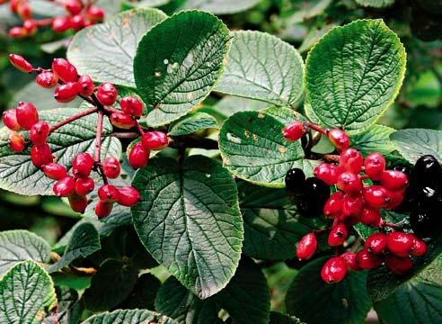 Калина гордовина, Viburnum lantana