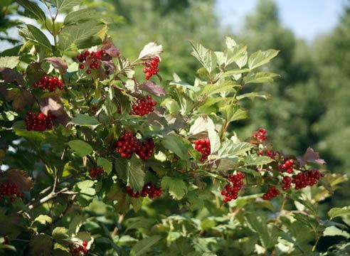 Калина, плоды, Viburnum opulus