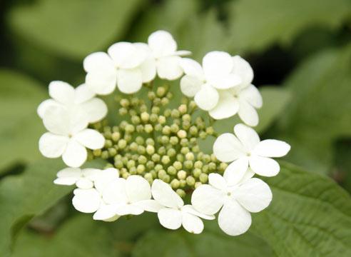 Калина, цветение, Viburnum opulus