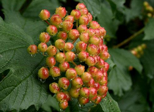 Калина, незрелые плоды, Viburnum