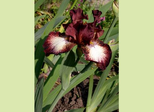 Ирис бородатый, цветок,	Iris barbata