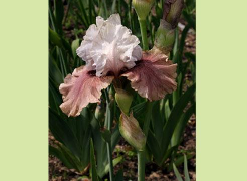 Ирис бородатый, цветок,	Iris barbata