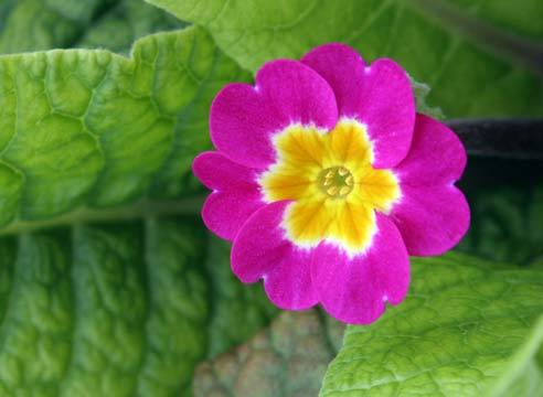 Примула обыкновенная, Primula vulgaris