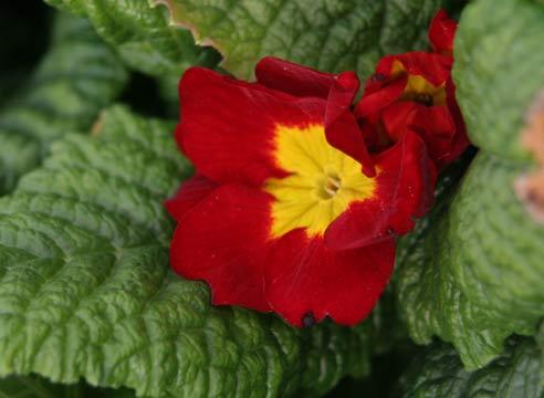 Примула обыкновенная, Primula vulgaris