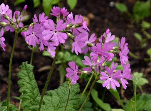 Примула кортузовидная, Primula cortusoides