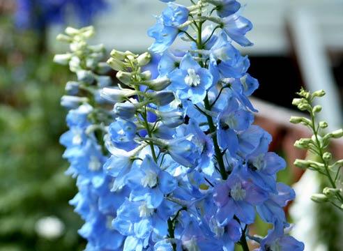 Дельфиниум культурный, Delphinium x cultorum