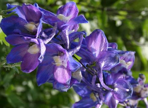 Дельфиниум культурный, Delphinium x cultorum