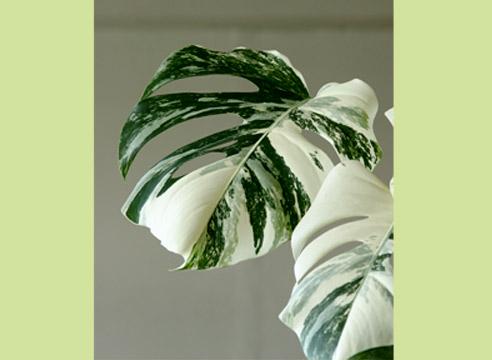 Монстера, Monstera