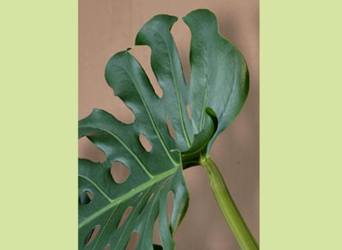 Монстера, Monstera