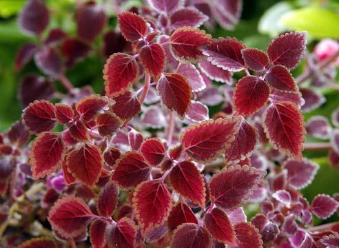 Колеус, листья, Coleus