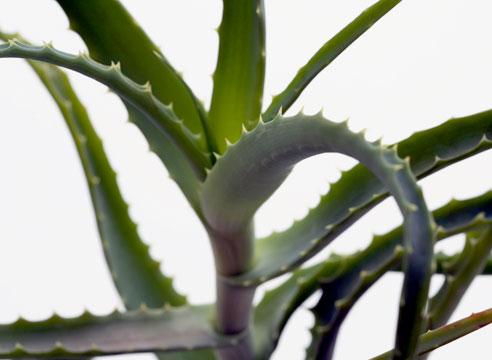 Алоэ древовидное, Aloe arborescens