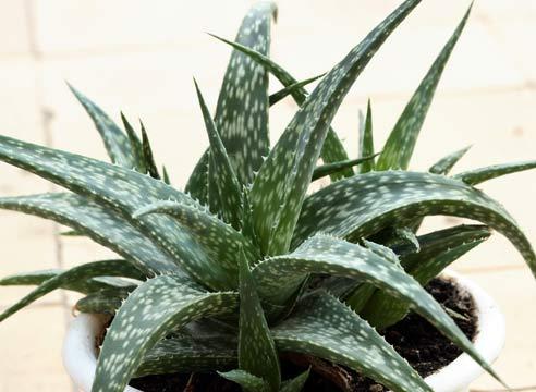 Алоэ миниатюрное, сорт Aloe descoingsii