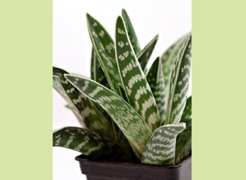 Алоэ пестрое, Aloe variegata