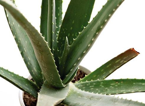 Алоэ настоящее, Aloe vera