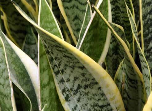 Сансевиера, листья, Sansevieria 