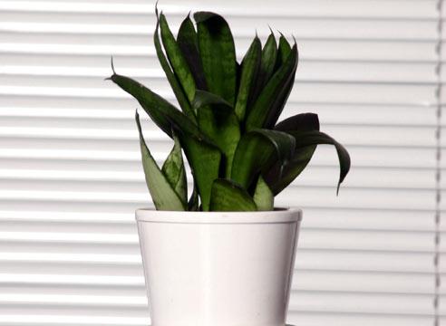 Сансевиера, в горшке, Sansevieria 