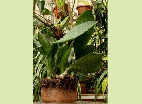 Сансевиера на фоне декоративных растений