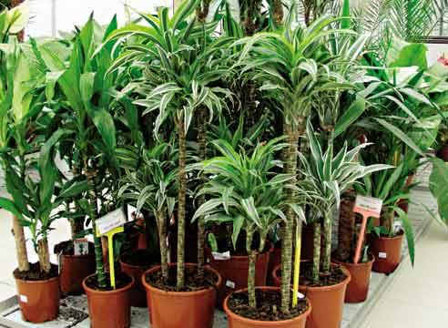 Драцена, разные сорта, Dracaena 