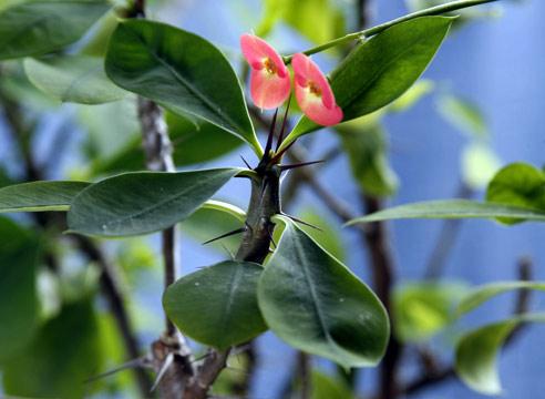 Молочай Миля, цветение, Euphorbia milii