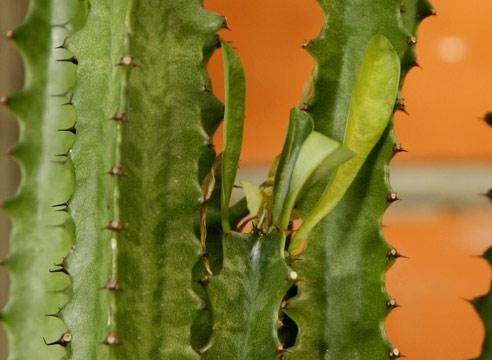 Молочай треугольный, Euphorbia trigona