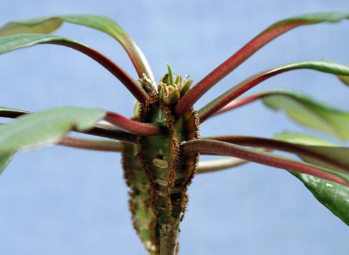 Молочай ребристый,  Euphorbia polugona