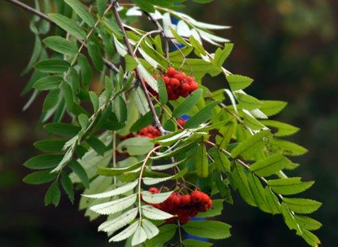 Рябина, плоды, Sorbus aucuparia 