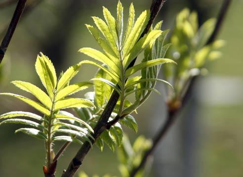 Рябина, Sorbus aucuparia