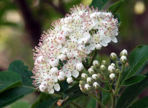 Рябина, соцветие, Sorbus aucuparia