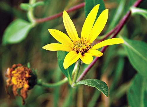 Топинамбур, цветок, Helianthus tuberosus