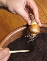 Посадка луковицы Посадка луковицы