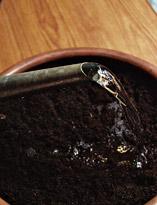 Полив  Полив