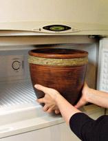 Выгонка луковичных. Шаг 3 Выгонка луковичных. Шаг 3