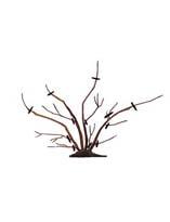 Обрезка спиреи первого года