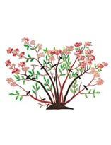 Обрезка спиреи второго года