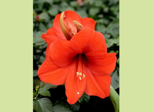 Гиппеаструм, цветок, Hippeastrum