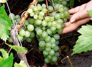 Как выбрать сорт винограда
