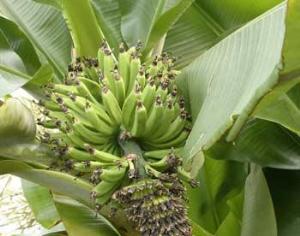 Ученые подарят Африке банановое топливо