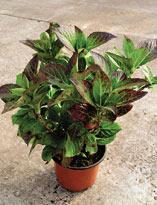 Черенкование гортензии. Мастер-класс