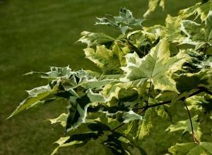 Деревья лечат стресс аспирином