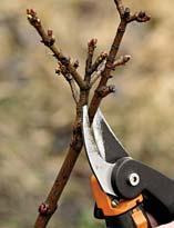 Прививаем клен остролистный (шаровидная форма)