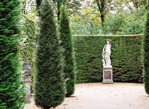 Thuja