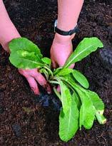 Деление и посадка примул