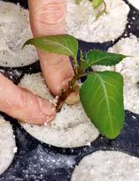 Размножение бальзамина черенками