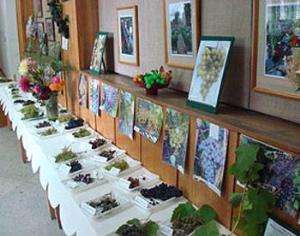 Зауральский виноград