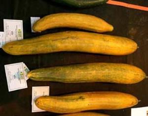 Огурец Гинесса